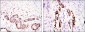 ACTA2 Antibody